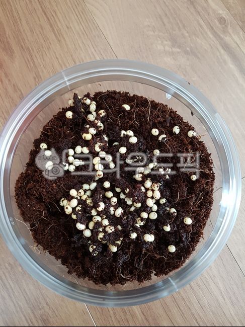 알,달팽이알,달팽이,식용달팽이알,동물