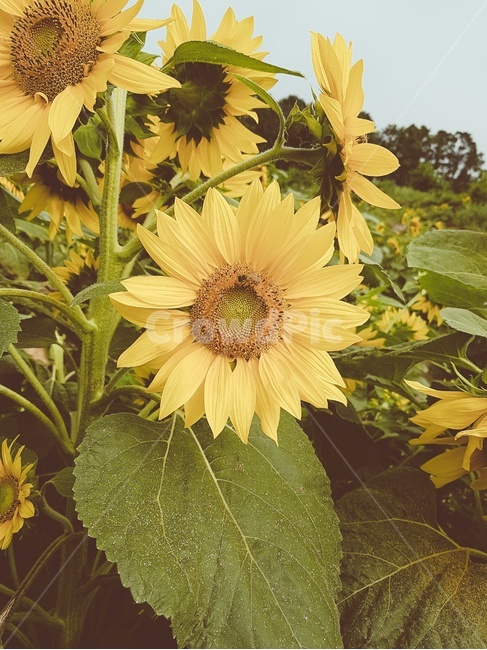 식물,꽃,해바라기,flower,sunflower