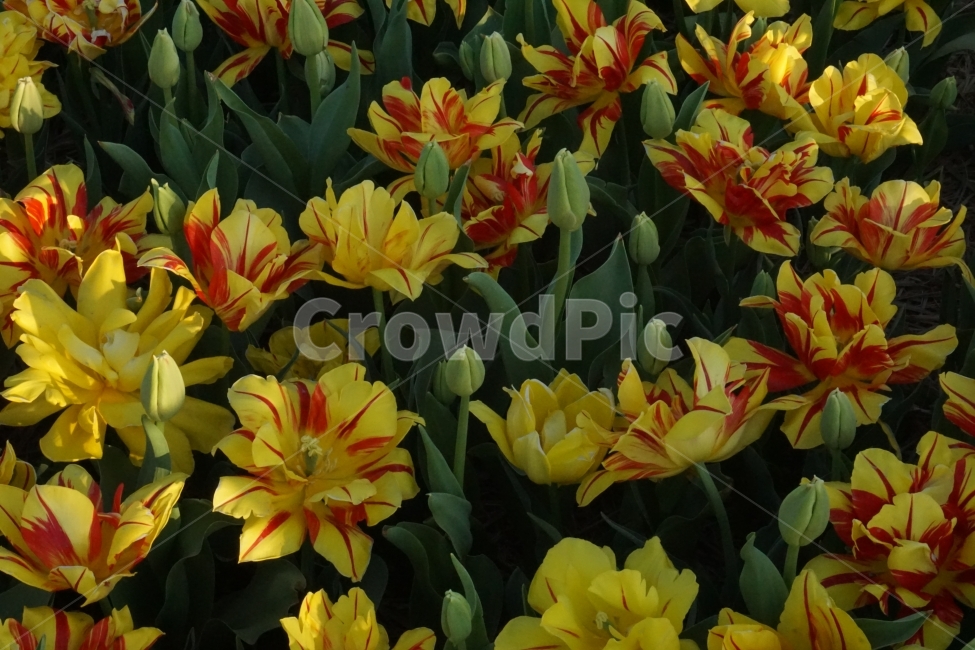 꽃,봄,튤립,계절,자연,식물,자연,plants,nature,꽃,flower