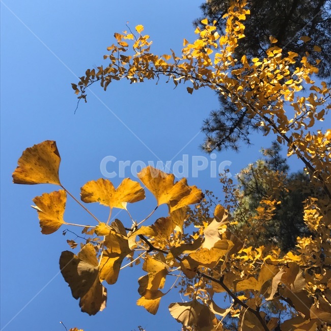 단풍,은행,가을,fall,yellow,ginkgo,maidenhairtree,은행나무,nature,자연,식물,나무,plant,가을,계절,fall,autumn,season,식물,자연,plants,nature,leaf,잎,tree