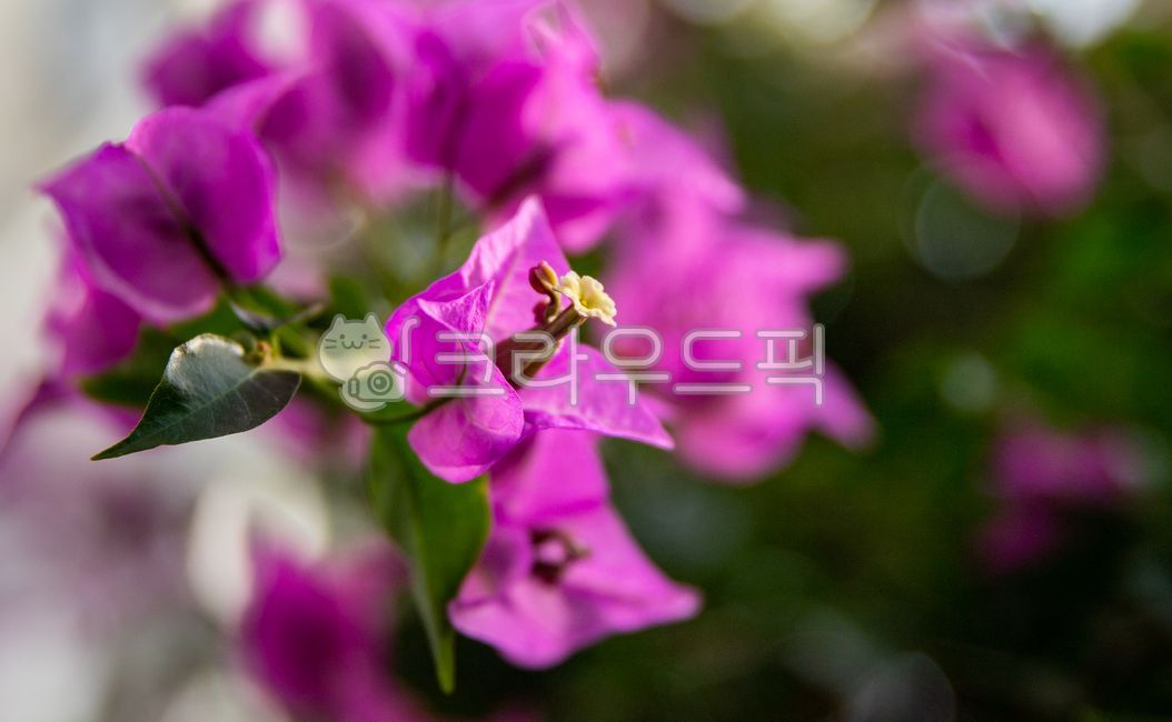 부겐빌레아,종이꽃,flower,꽃,petal,꽃잎,purple,보라