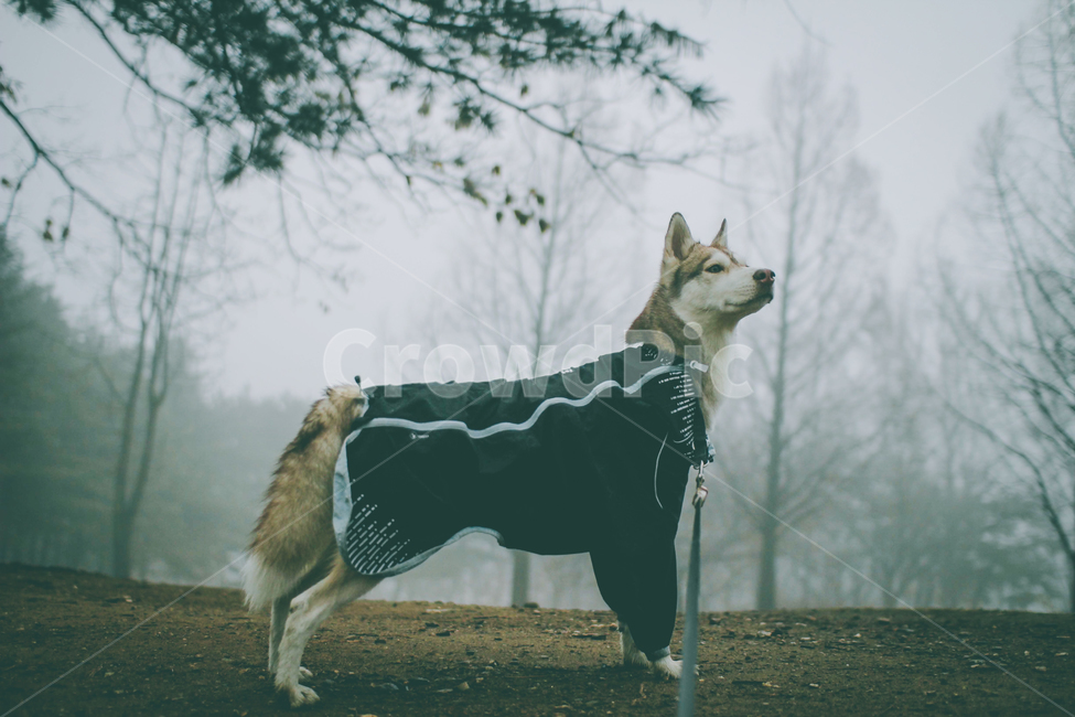 허스키,반려견,안개,개,husky,반려동물,대형견,중형견,mist,dog,siberianhusky,동물,animal,포유류,mammal,개,강아지,dog,doggy