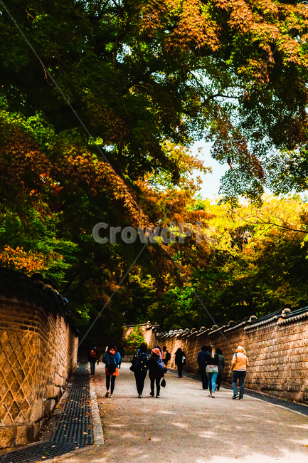 가을,가을궁궐,창덕궁,나무,성벽,조선,서울궁궐,궁,궁궐,color,colorful,seoul,fall,tree,castle