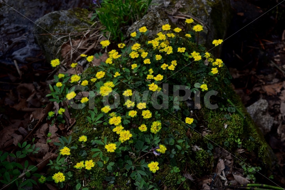 금괭이눈,봄,야생화,꽃,청태산,강원도,봄꽃,고산야생화,감성,wildflower,산꽃,봄야생화,계곡,이끼,꽃말,골짜기의황금,변하기쉬운마음,식물,자연,식생,생태,범의귀과,괭이눈속,식물,자연,plants,nature,꽃,flower