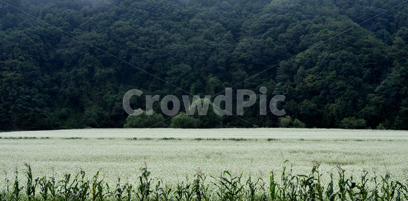 메밀꽃,메밀밭,메밀꽃필무렵,이효석,메밀밭풍경,자연,풍경,nature,landscape,tree,나무,plant,식물,outdoors,옥외,fir,전나무,field,들