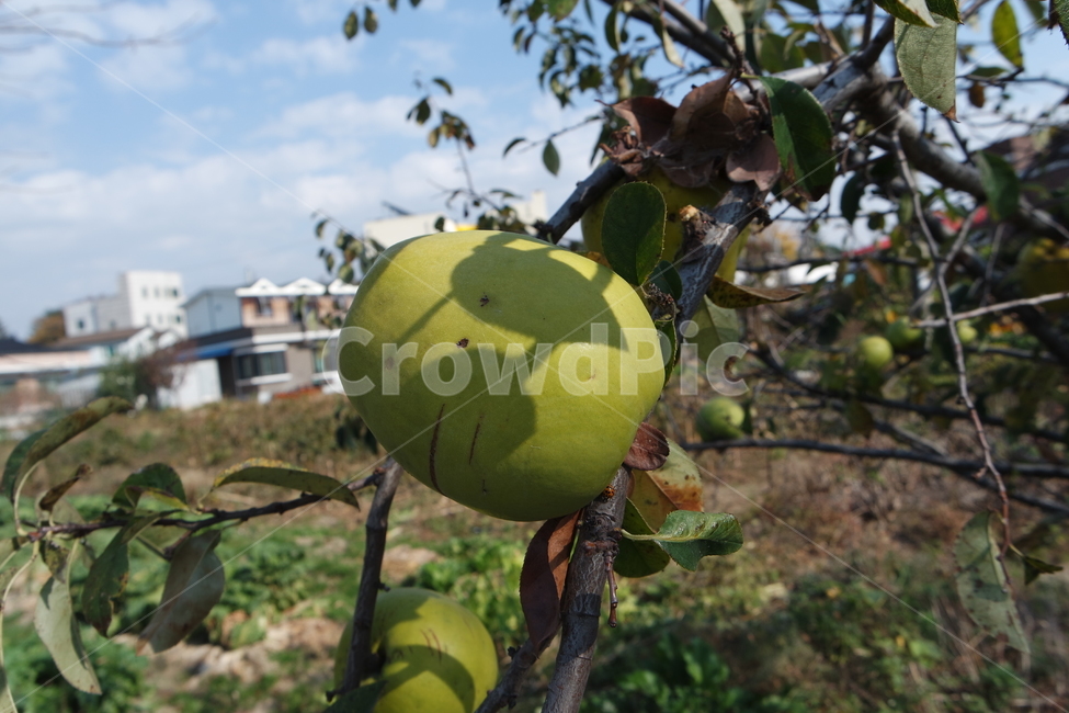 모과,열매,초록색,연두색,그림자,chinesequince,green,yellowgreen,shadow,plant,식물,fruit,과일,food,식품