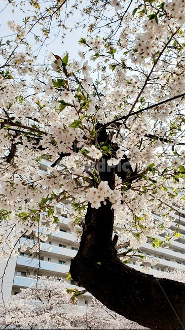 봄,벚꽃,꽃나무,spring,cherryblossom,꽃송이,봄기운