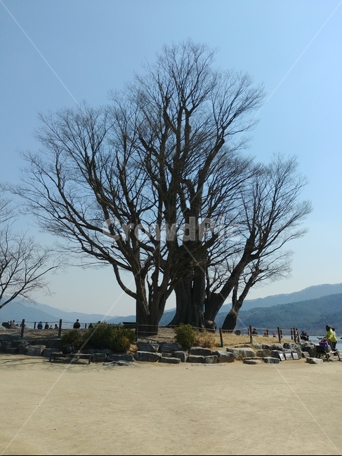 나무,느티나무,두물머리,하늘,나무줄기,식물