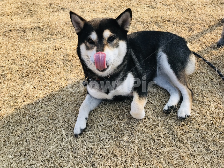 시바견,강아지,검정,dog,동물,동물,animal,포유류,mammal,개,강아지,dog,doggy
