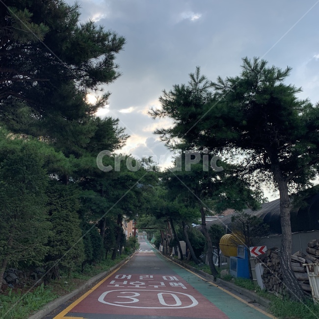 풍경,자연,도로,나무,하늘,감성,어린이구역