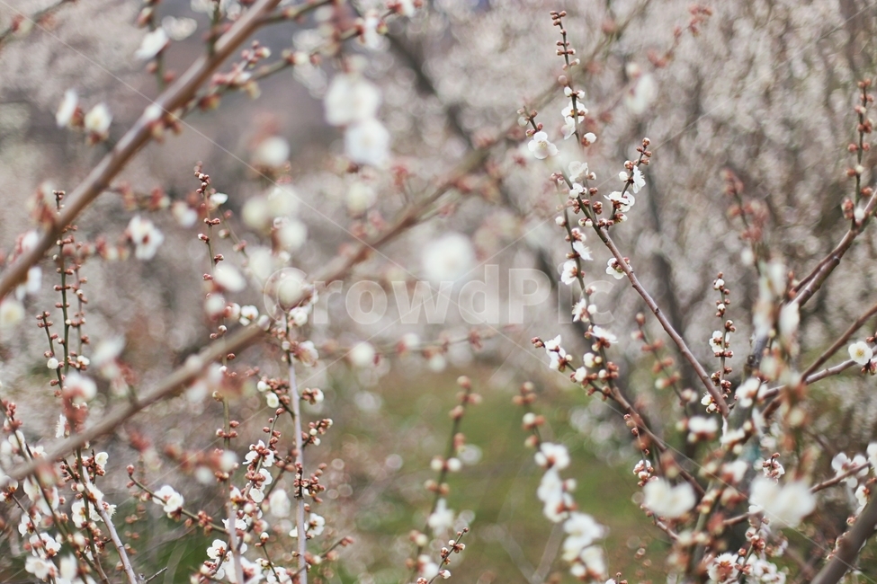 매화,매화마을,매화꽃,꽃,매화축제,봄,계절,spring,season,식물,자연,plants,nature,꽃,flower,plant,blossom
