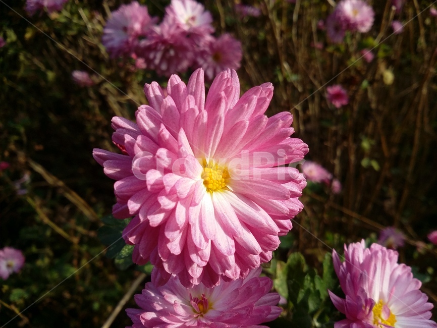 plant,식물,flower,꽃,자연,식물,자연,plants,nature,꽃,flower