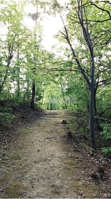 숲길,나무,초록,오솔길,자연,tree,자연,풍경,nature,landscape,gravel,자갈,dirt road,흙길,road,도로,ground,바닥,path,통로