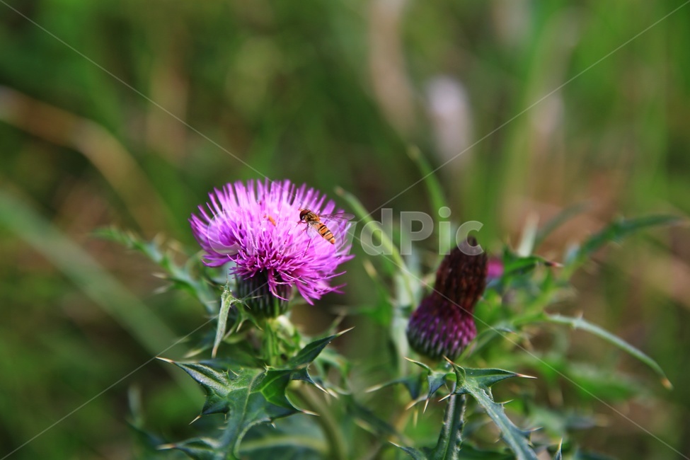 plant,식물,blossom,꽃,flower,thistle,엉겅퀴훈장,insect,곤충,invertebrate,무척추동물,honeybee,꿀벌,bee,벌