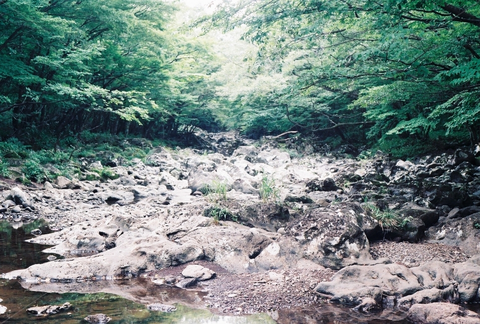 필름사진,감성사진,숲,나무,숲속,자연,풍경,nature,landscape,감성,sensible,feeling,water,물,outdoors,옥외,stream,흐름,creek,작은 만