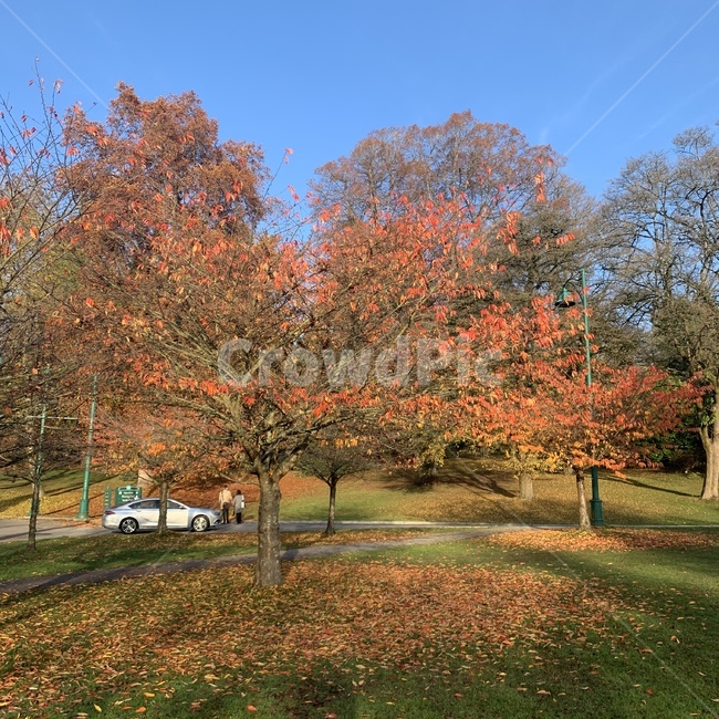 낙엽,가을,밴쿠버,메이플,식물,leaf,잎,fall,잔디,공원,park,petal,바닥,ground,maple,tree,나무,plant,단풍,가을,계절,fall,autumn,season