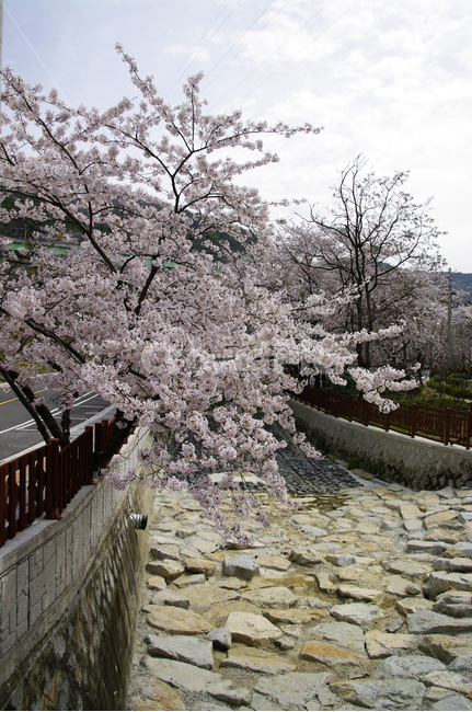 flower,plant,봄,벚꽃,나무,식물,봄,계절,spring,season,꽃,blossom
