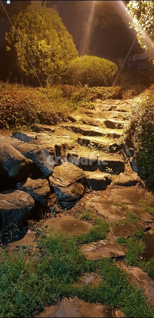 산책,산책로,밤,숲,자연