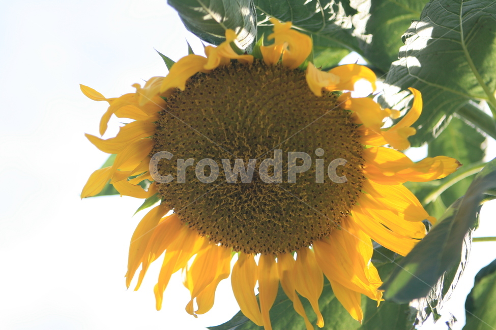 plant,식물,blossom,꽃,flower,해바라기,해바라기꽃,노란꽃