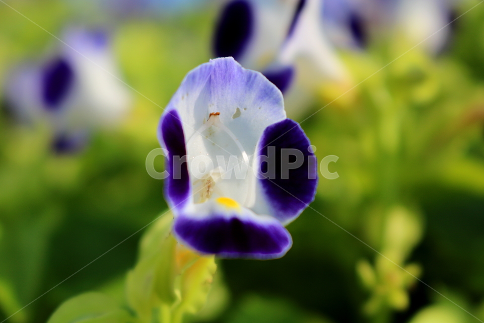 토레니아,꽃,토레니아꽃,식물,여름,가을,현삼과,꽃밭,식물,자연,plants,nature,꽃,flower