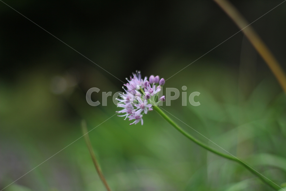 꽃,식물,flower,자연,백그라운드,식물,자연,plants,nature,꽃,flower