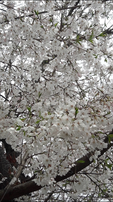 꽃,봄,하얀,나무,예쁨,봄,계절,spring,season,식물,자연,plants,nature,꽃,flower,plant,blossom,cherry blossom,벚꽃