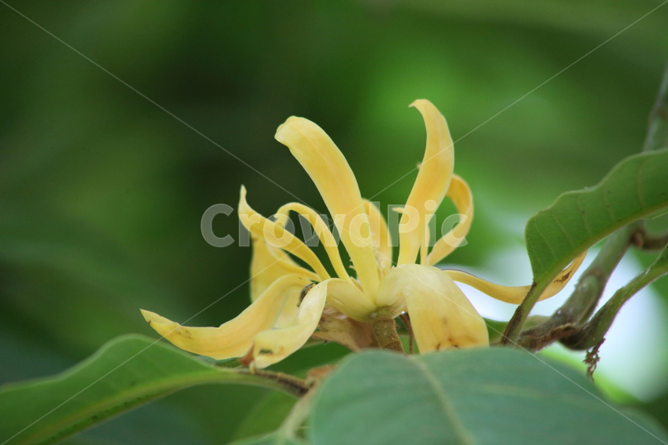 히말라야목련,참파카,champak,rhc,magnoliachampaca