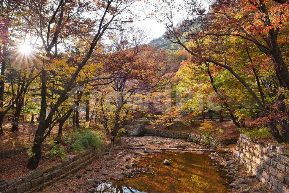 해질녘,가을,속리산,단풍,낙엽,계곡,등산,법주사,사찰,오색,반영,사진,광각,가을,계절,fall,autumn,season,자연,풍경,nature,landscape,한국자연풍경,한국자연경관,korea nature landscape,tree,나무,plant,식물,water,물,land,땅,outdoors,옥외