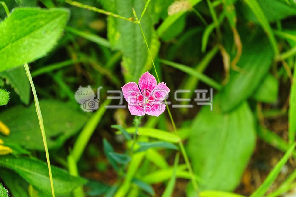 패랭이꽃,석죽화,대란,산구맥,여러해살이풀,식물,꽃,핑크색꽃