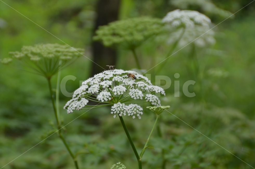 삿갓,umbrella,꽃술,Flower,꿀벌,bee,식물,자연,plants,nature,동물,animal,곤충,벌레,insect,bug,꽃,flower