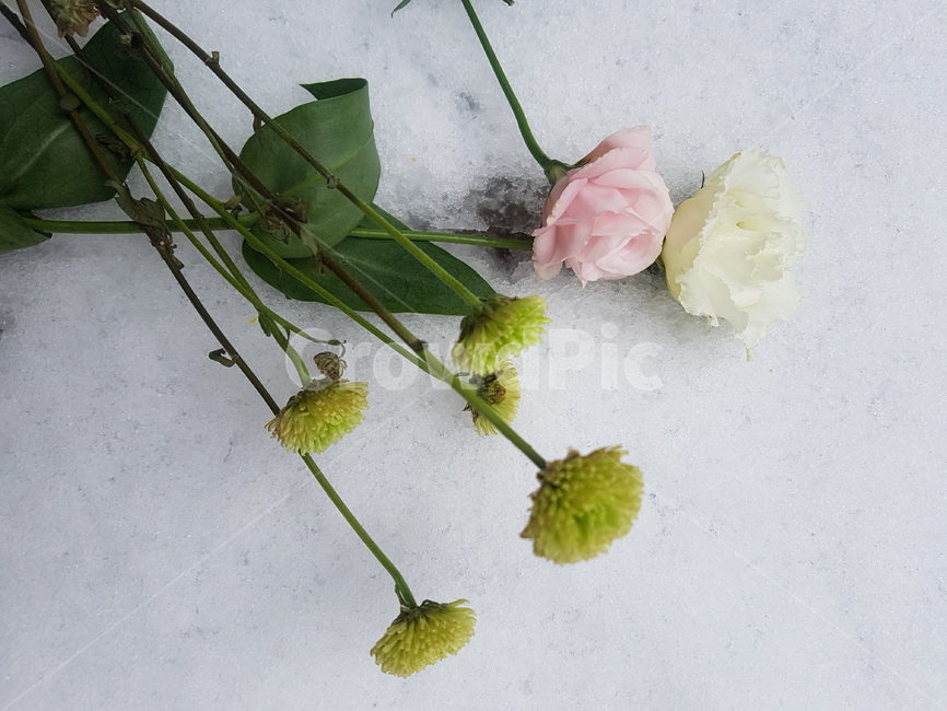 눈,꽃,장미,꽃다발,감성,유칼리투스,흰색,하얀색,snow,white,roes,pink,분홍색,식물,겨울,winter,첫눈