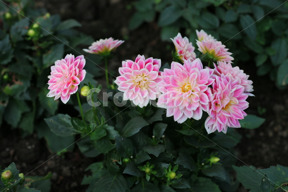 꽃,분홍꽃,봄,자연,식물,식물,자연,plants,nature,꽃,flower