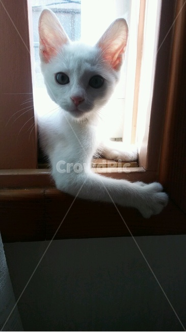 반려동물,고양이,터키시앙고라,집고양이,흰고양이,고양이,cat,kitten,kitty
