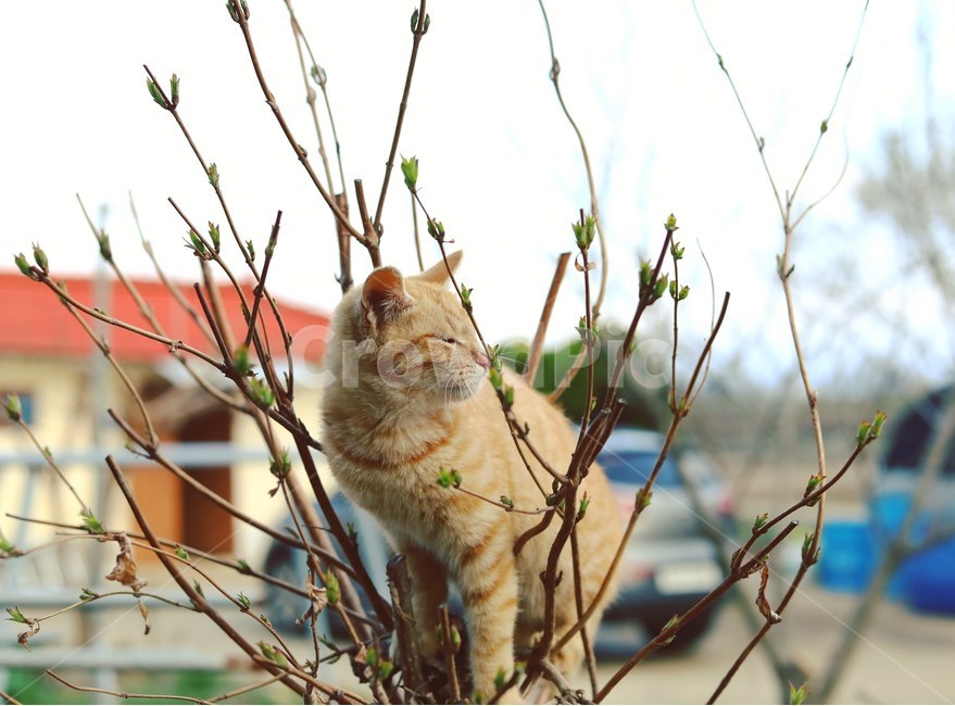 고양이,야옹이,나무,동물,시골냥,동물,animal,포유류,mammal,고양이,cat,kitten,kitty