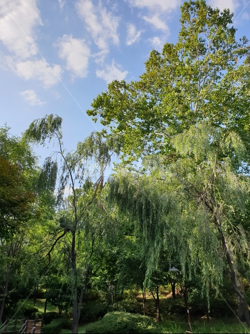 tree,나무,plant,식물,풍경,식물,자연,plants,nature,나무,trees,wood