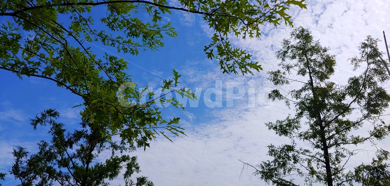 여름하늘,파란하늘,풀,하늘나무,푸른,자연,풍경,nature,landscape,tree,나무,plant,식물,vegetation,초목
