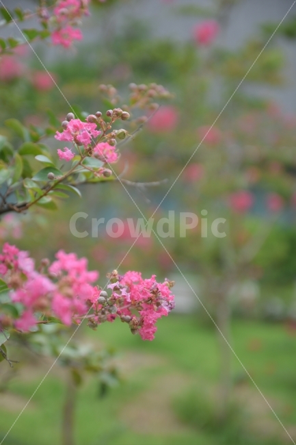 꽃,아침,출근길,일상,꽃나무,식물,자연,plants,nature,꽃,flower