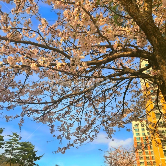 강원도,벚꽃,벚꽃구경,벚꽃나무,벚꽃놀이,sakura,하늘,cherryblossoms,cherryblossom,감성,색깔,보정,색상,색채,채도,색감,color,feeling,colersence,cherryblossoms,pink,cherryblossom
