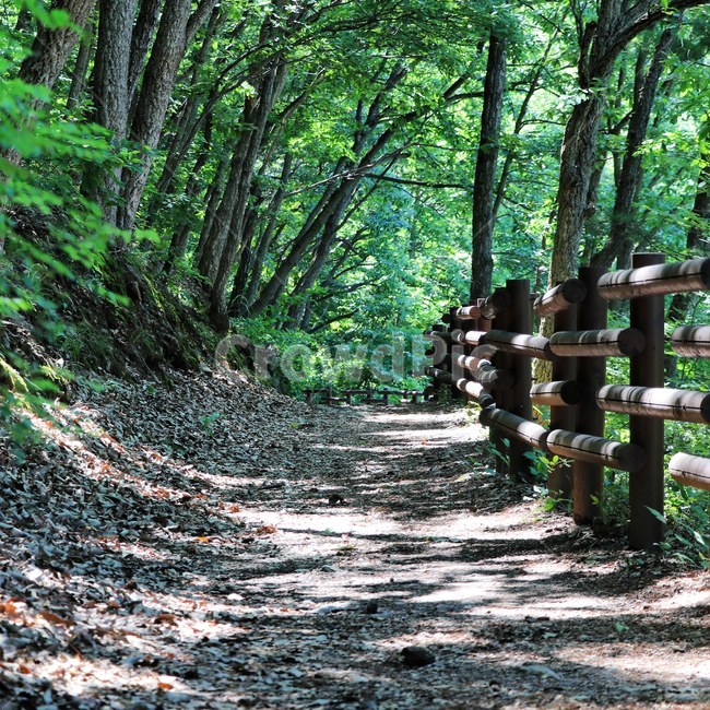 충남도,공주,휴양림,여름,휴식,자연,그늘,녹색,야외,힐링,산책,칠월,싱그러움,자연,풍경,nature,landscape,path,통로