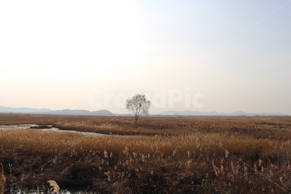 나무,나무한그루,외로운나무,노을빛나무,쓸쓸한나무한그루,자연,풍경,nature,landscape,savanna,대초원,field,들,outdoors,옥외,grassland,목초지