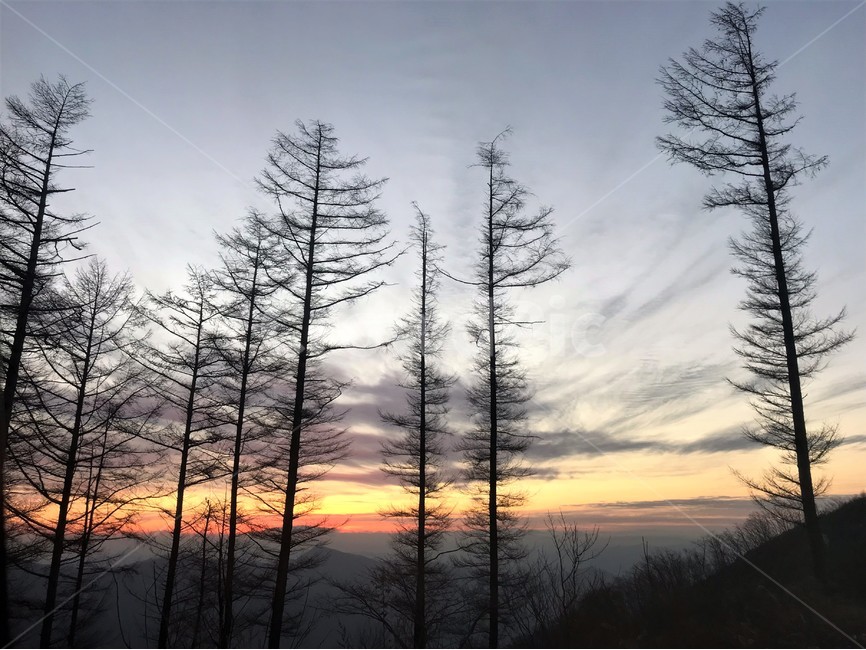 일출,하늘,산,나무,구름,자연,소나무,능선,정상,자연,풍경,nature,landscape,outdoors,옥외