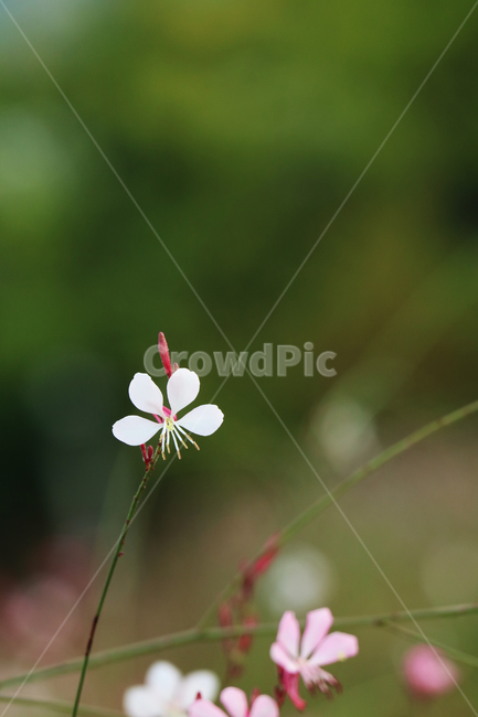 바늘꽃,꽃,한송이,봄,식물,자연,꽃송이,식물,자연,plants,nature,꽃,flower
