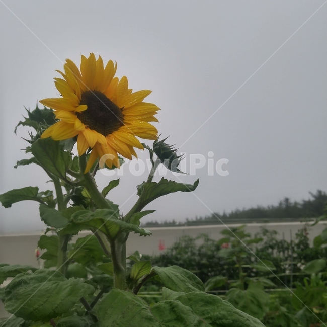 해바라기,식물,노란색,꽃,꽃말,사랑,숭배