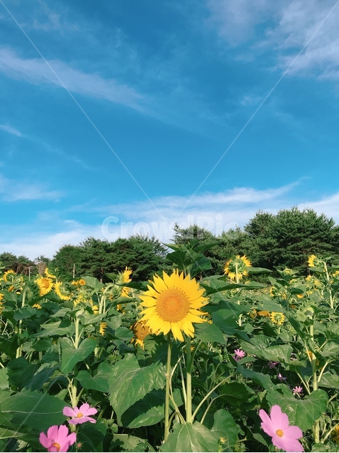 해바라기,코스모스,꽃,식물,sunflower,배경화면,하늘,꽃밭,해바라기밭,식물,자연,plants,nature,꽃,flower