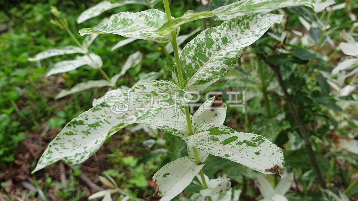 개키버들,무늬개키버들,삼색버드나무,버드나무,여름,salixintegra,밝은,summer,summertime,summerseason,light,brilliant,자연,natural,nature,purity,식물,vegetation,plants,촉촉한,촉촉하다,moist,slightlywet,wet,산뜻,산뜻한,산뜻하다,fresh,refreshing,화사하다,아련하다,고결하다,아름답다,bright,gorgeous,sentimental,noble,lofty,beautiful,소박하다,simple,잎,잎사귀,leaf,leaves,foliage,가지,낙엽수,무늬,pattern,design,deciduoustree,교목,talltree,foresttree,hightree,arbor,활엽수,broadleaftree,branch,sprig,bough,limb,twig