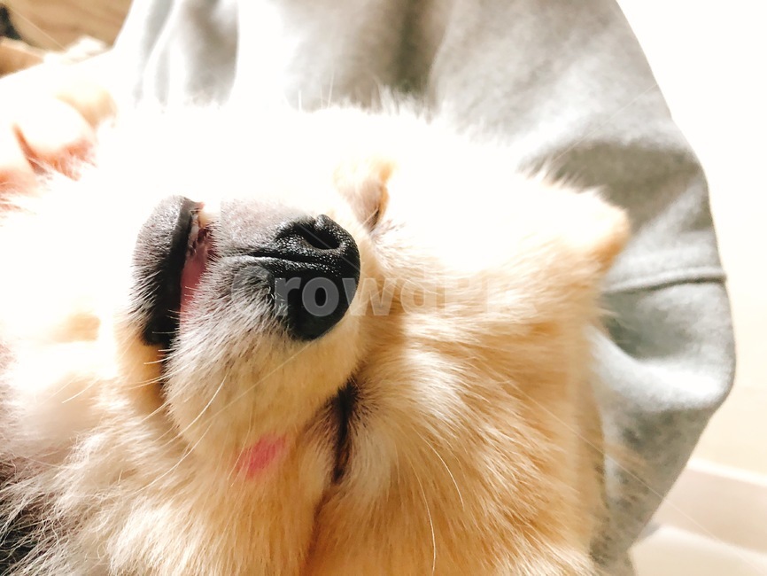 동물,강아지,포메라니안,주인품속,편안함,피곤