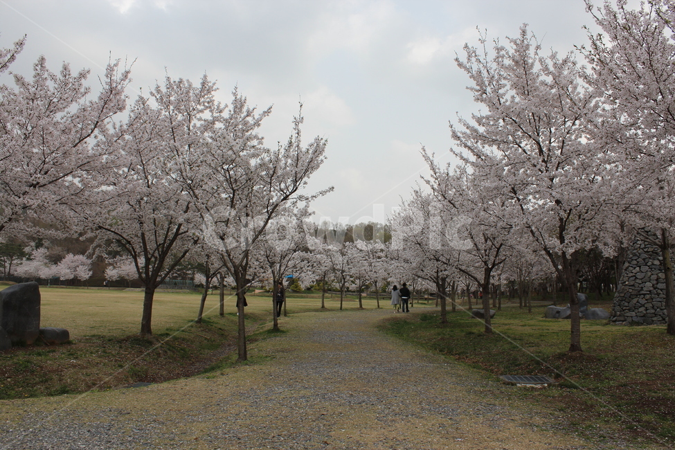 봄,벚꽃,일상,벚꽃길,벚꽃놀이,봄,계절,spring,season,자연,풍경,nature,landscape,plant,식물