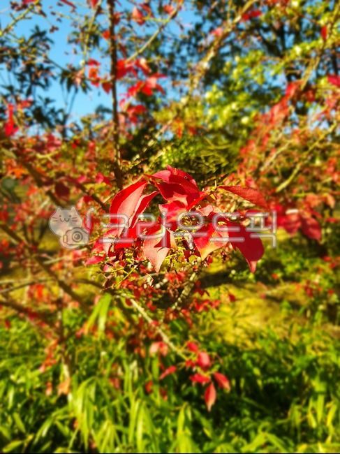 arrow tree,arrow tree maple,autumn,autumn in the park,Maple
