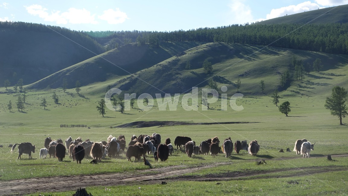 자연,nature,야크,동물,초원,grass,field,몽골,몽고,MONGOLIA