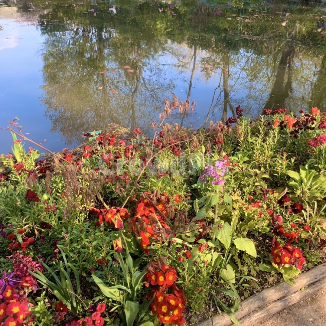 outdoors,옥외,garden,정원,flower,꽃밭,물,자연